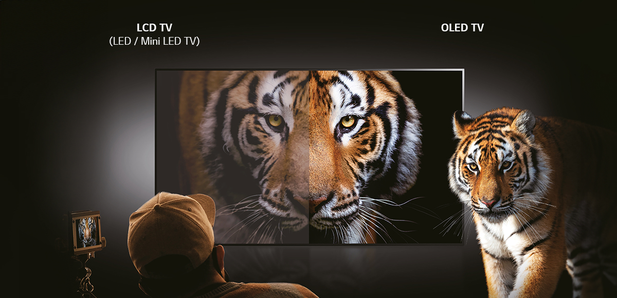 한 개의 TV에 왼쪽은 LCD, 오른쪽은 OLED 패널이 있고, 화면의 호랑이가 OLED 쪽에서 훨씬 선명하게 표현되고 있으며, 오른쪽에 실제 호랑이 한 마리가 서 있다.